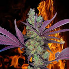 bagfullofkittens thumbnail