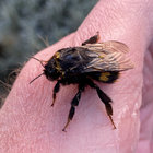 lumpynorman thumbnail