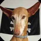 chemarreta thumbnail