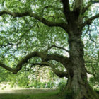 Tree Hag thumbnail