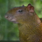 anagouti thumbnail