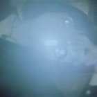 eider_22 thumbnail