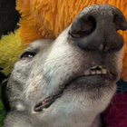 Chris Eccles thumbnail