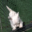 courtdog1 thumbnail