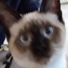silvy thumbnail
