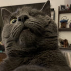 anngwish thumbnail