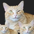 kendrainfocus thumbnail