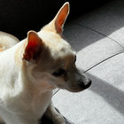 mags thumbnail