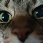 maggie thumbnail