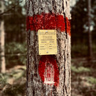 Bearing Tree thumbnail