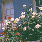 toyoumyflower thumbnail
