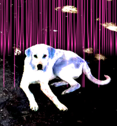 Music | Dogdied