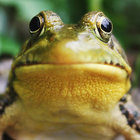 rubendamota thumbnail