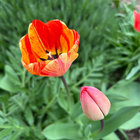 springogo thumbnail