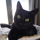 azrael_le_chat thumbnail