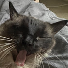 fig thumbnail