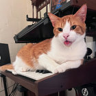 Sam Bonello thumbnail