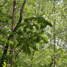 umbrella_magnolia thumbnail