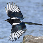 Sapphire Magpie thumbnail