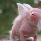 laurenbunnystink thumbnail