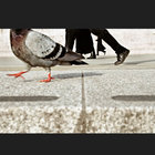 pstub thumbnail