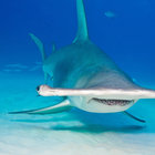 maneatingshark thumbnail
