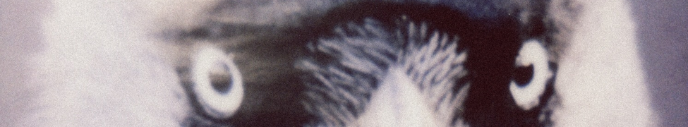 muff potter. — Photo
