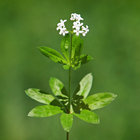 waldmeister1337 thumbnail