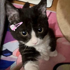faye_nyan thumbnail