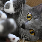 jswizzlestix thumbnail