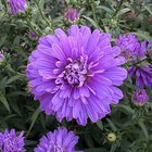 Aster thumbnail