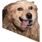 lutzmeister thumbnail