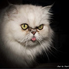 yanicklartigue thumbnail
