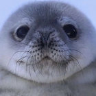 auroraiskind thumbnail
