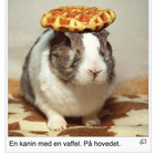 rabbitsrabbitsrabbits thumbnail