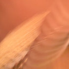 pdc thumbnail