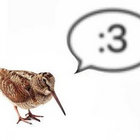 scolopax_minor thumbnail