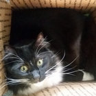 Juniper Fox thumbnail
