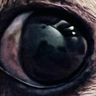 Damian thumbnail