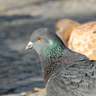 thepigeongenerator thumbnail
