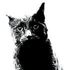 fatparrrot thumbnail