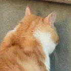 extraterrestrialcat thumbnail