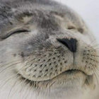 storklathe thumbnail