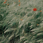 dreams_ thumbnail