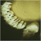 ploppedfish thumbnail