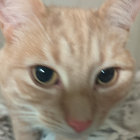 dongoidcat thumbnail