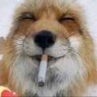 RaccoonToes thumbnail