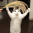 reasonablesteve thumbnail