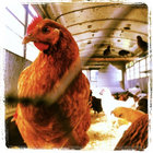 themuddychicken thumbnail