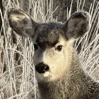 Eqvaldi-deer thumbnail
